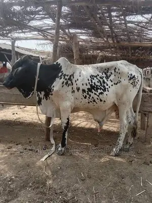 Photo - Whole Live Cow