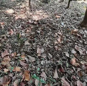 For Sale a Virgin Land: 750 SQMT Directly on a Tarred Rd