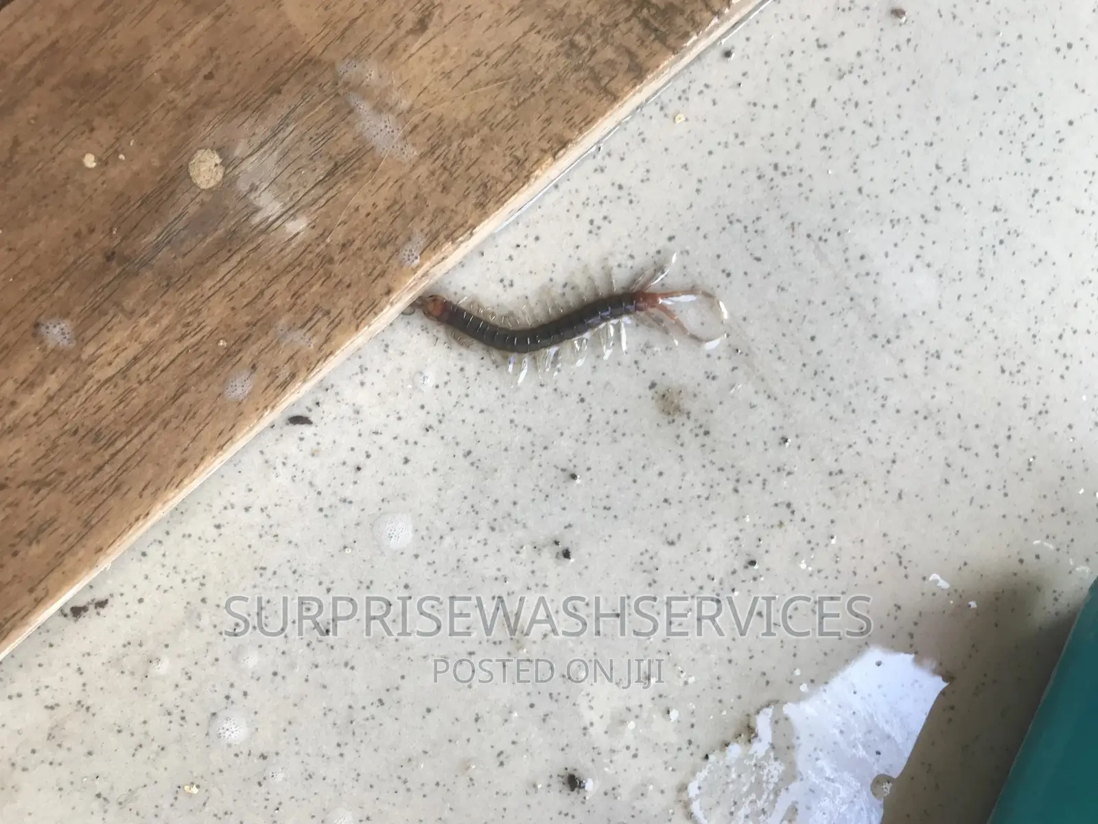 Fumigation on Pest Control
