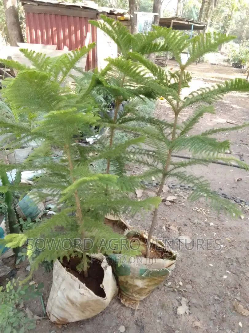 Araucaria Plant