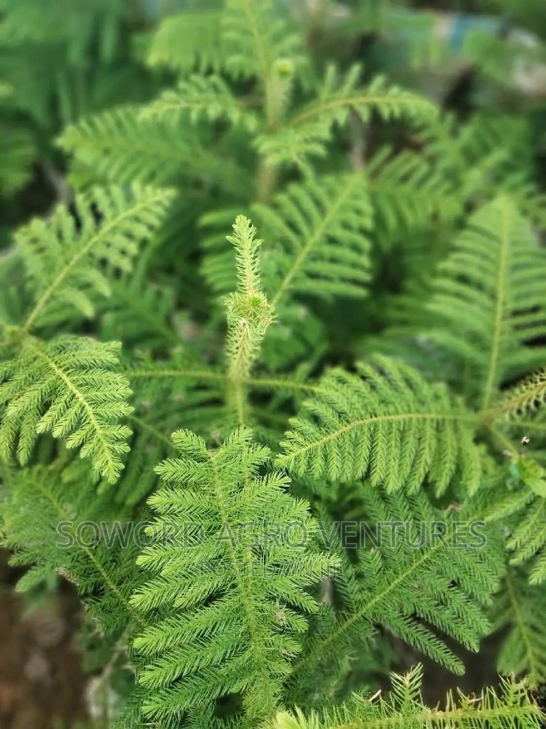 Araucaria Plant