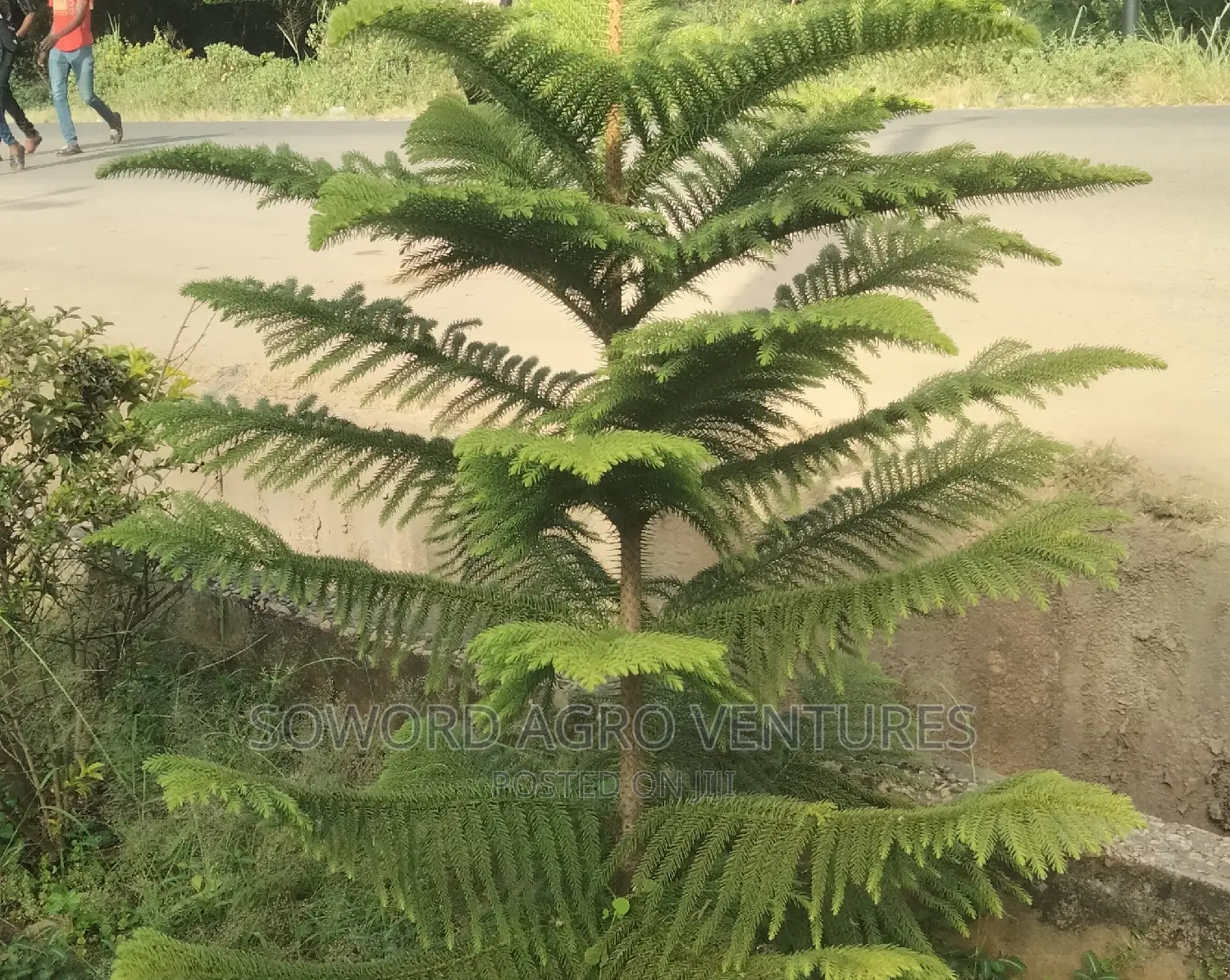 Araucaria Plant