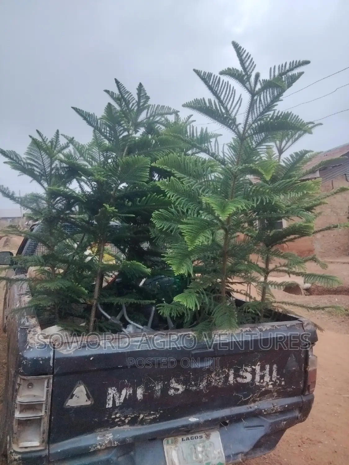 Araucaria Plant