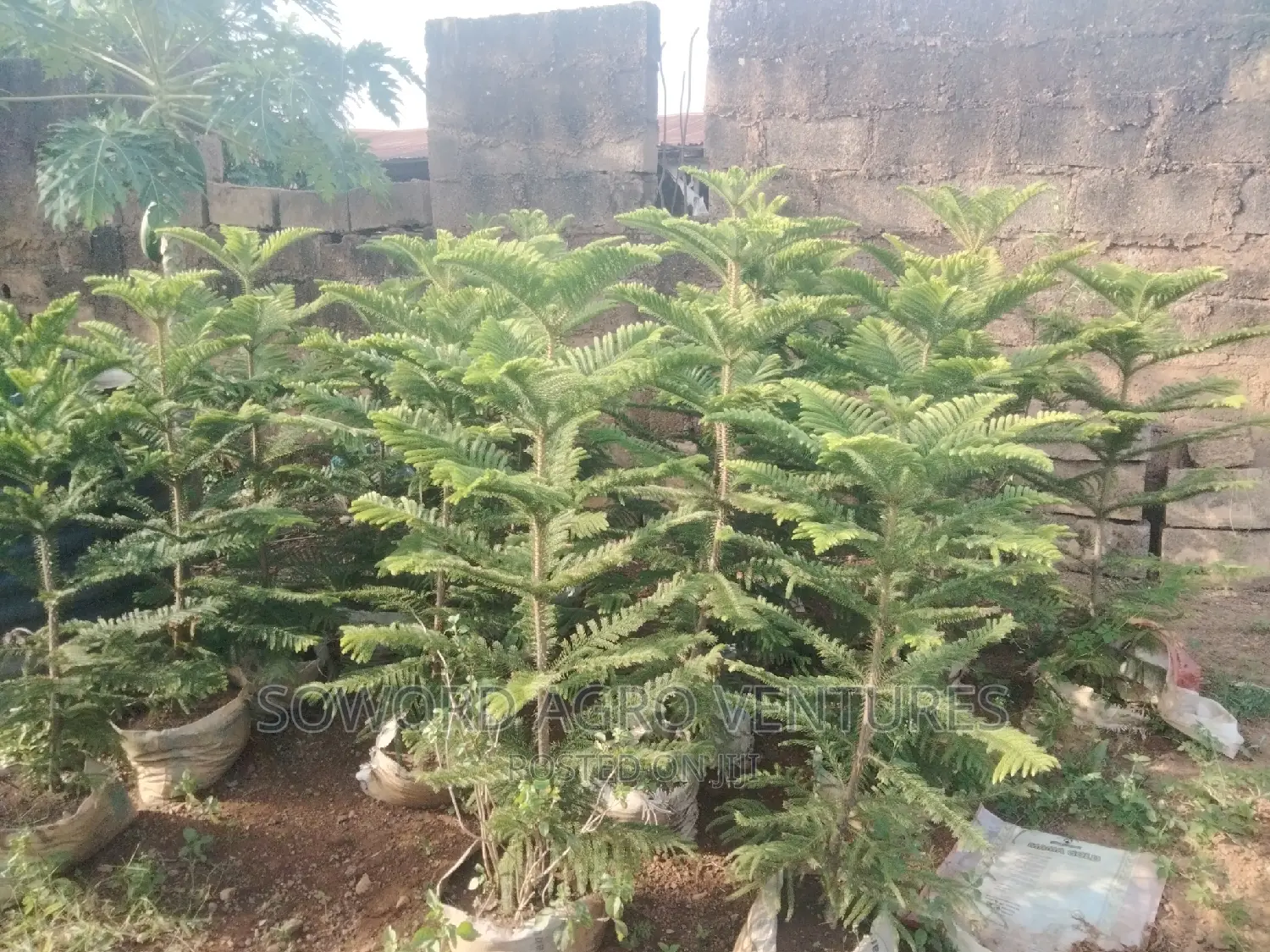 Araucaria Plant