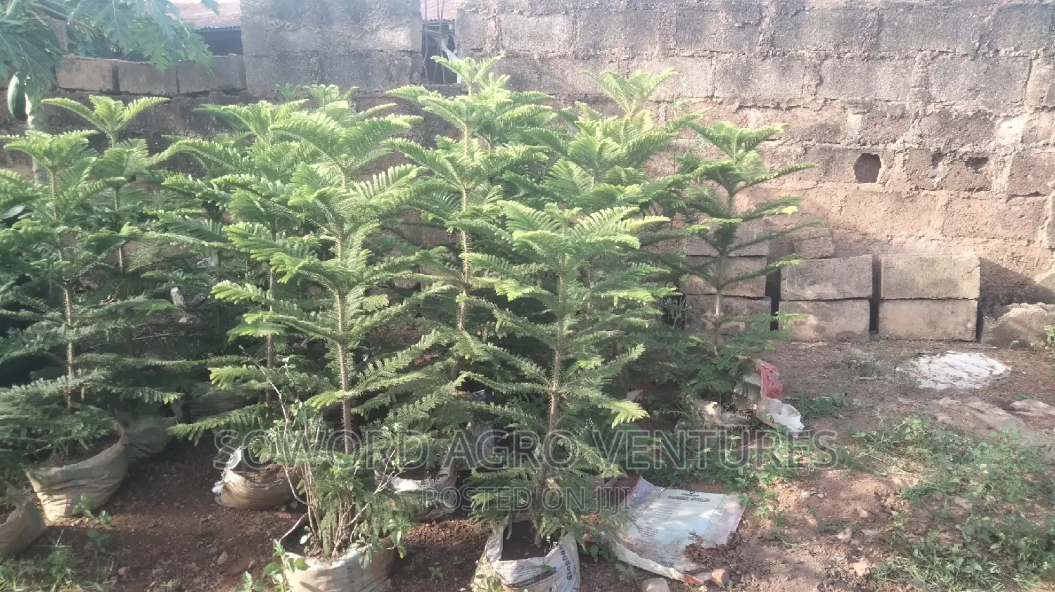 Araucaria Plant