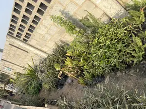 Real Plants Available