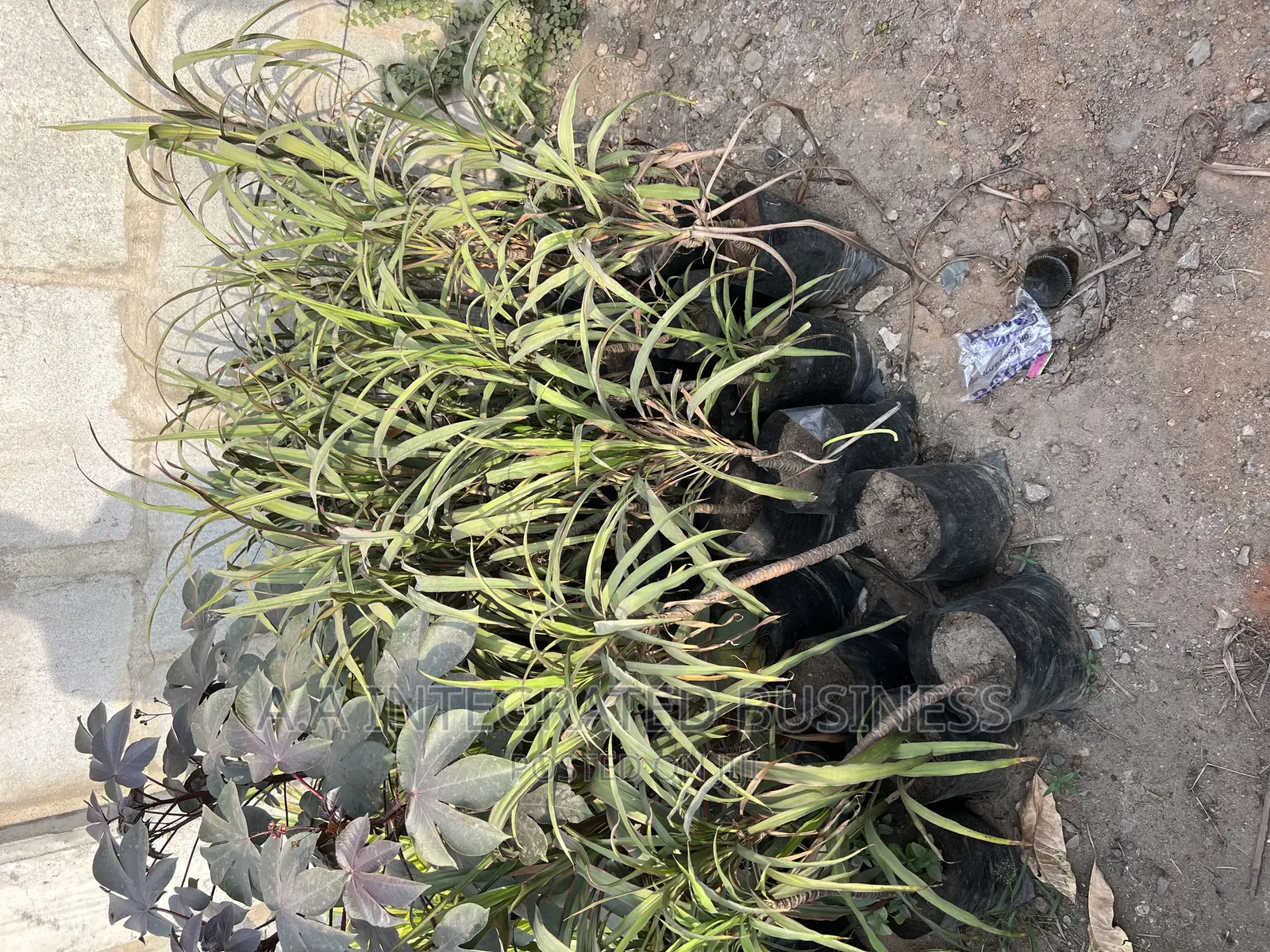 Real Plants Available