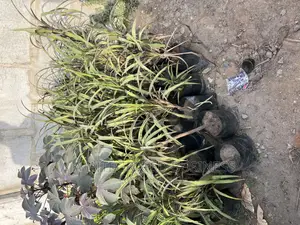 Real Plants Available