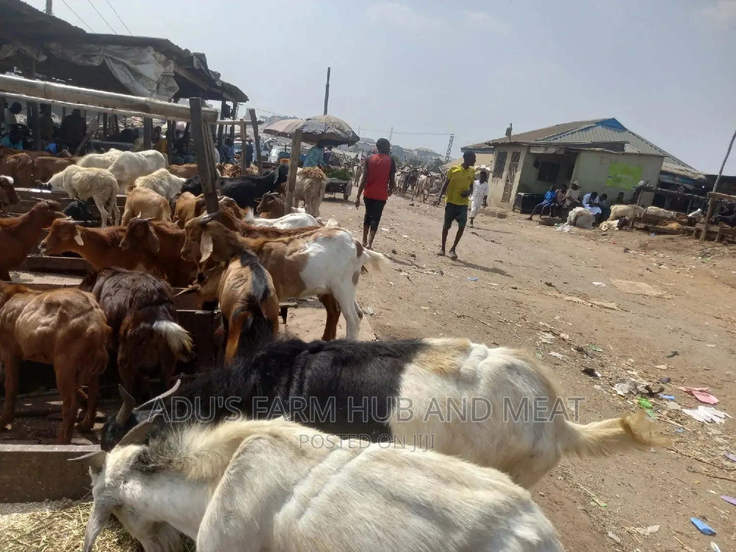 Full Goat Meat Big Size