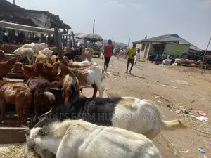 Full Goat Meat Big Size