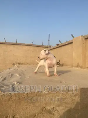 1-3 months Female Purebred American Pit Bull Terrier