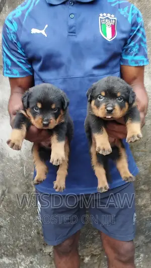 1-3 months Male Purebred Rottweiler