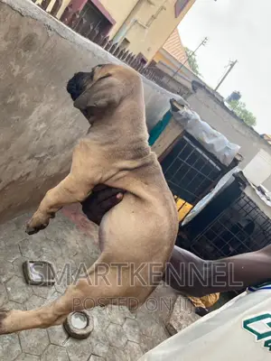1-3 months Female Purebred Boerboel