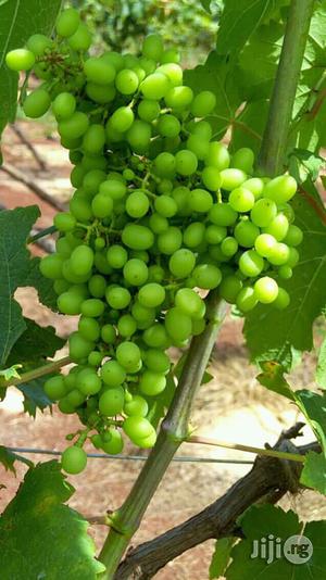 Fruit Plants Nursery