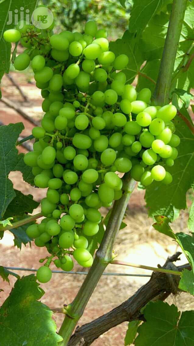 Fruit Plants Nursery