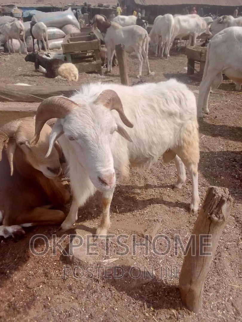 Sport Ram Available
