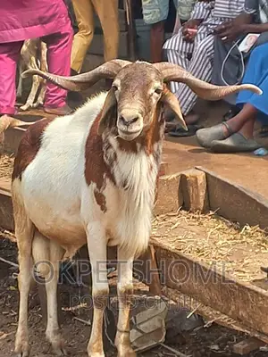 Sport Ram Available