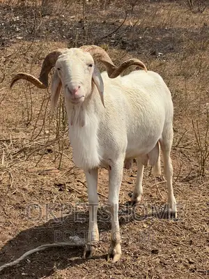 Sport Ram Available