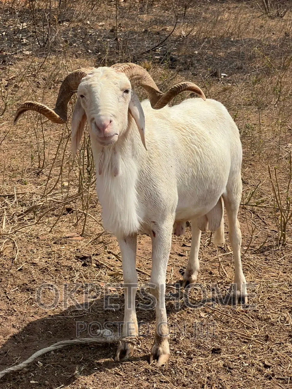 Sport Ram Available