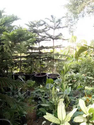 10 Feet ARAUCARIA for Sell