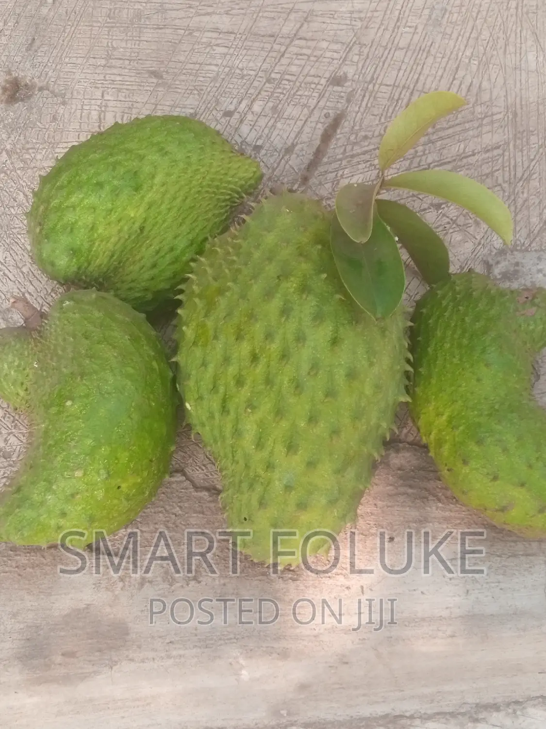Soursop Fruit and Leaves