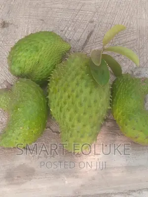Soursop Fruit and Leaves