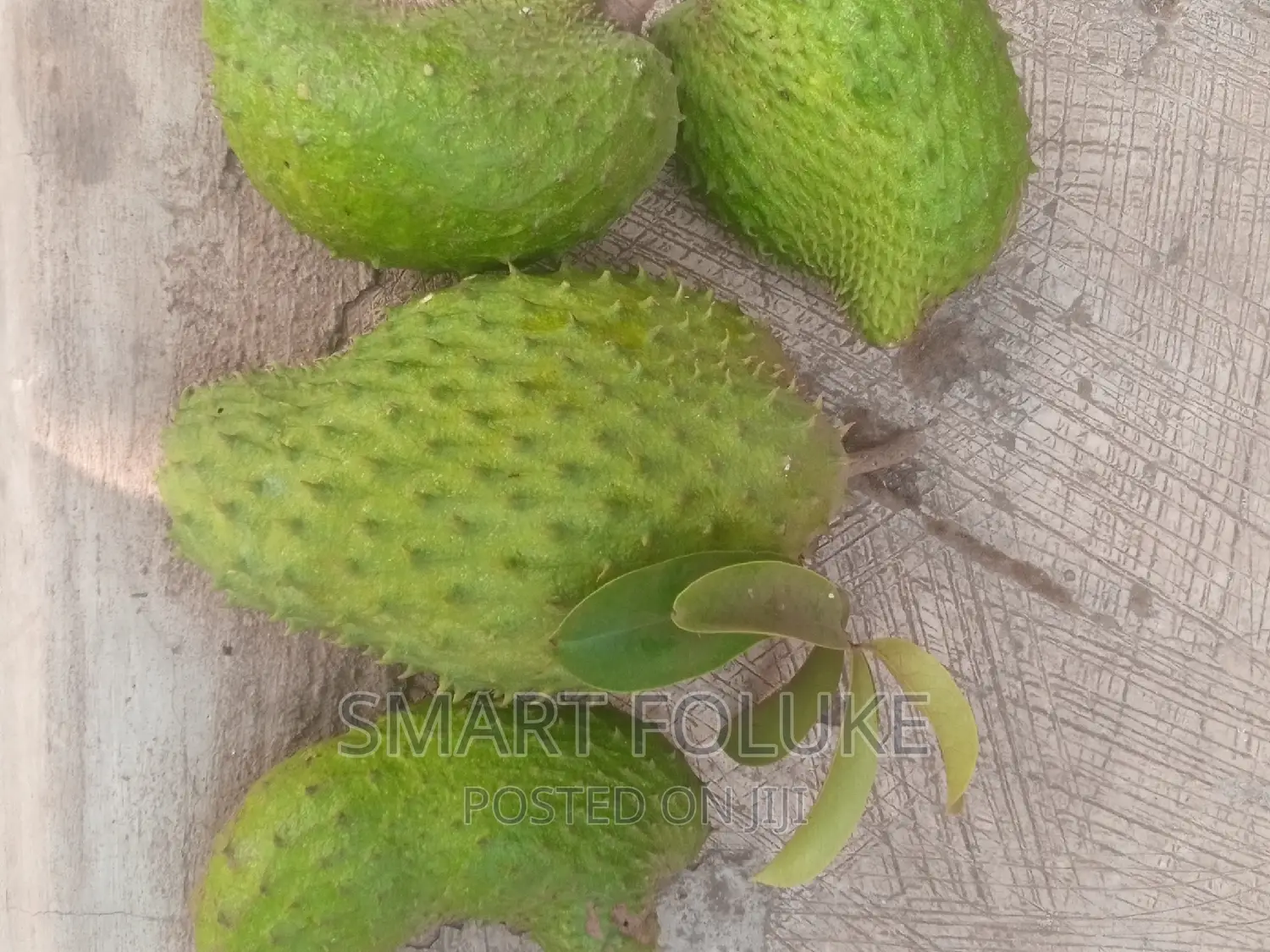Soursop Fruit and Leaves