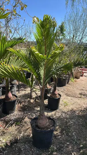 Bottle Palm for Sell
