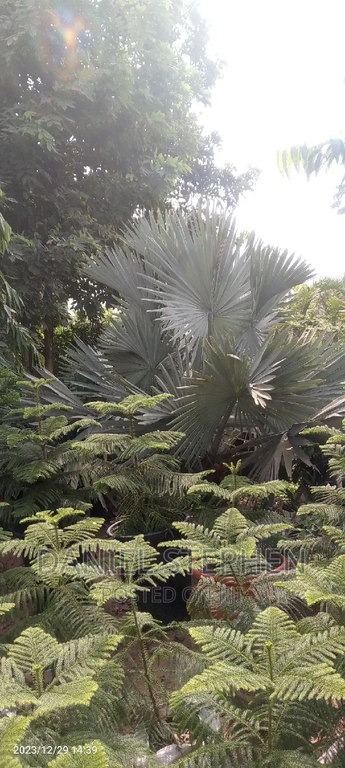 Big Silver Palm for Sell