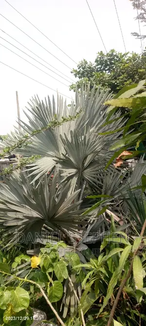 Big Silver Palm for Sell