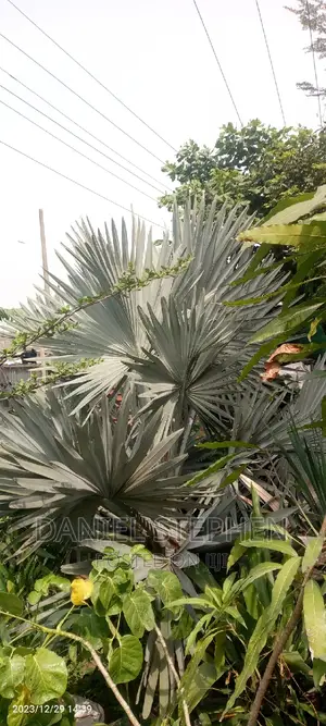 Big Silver Palm for Sell