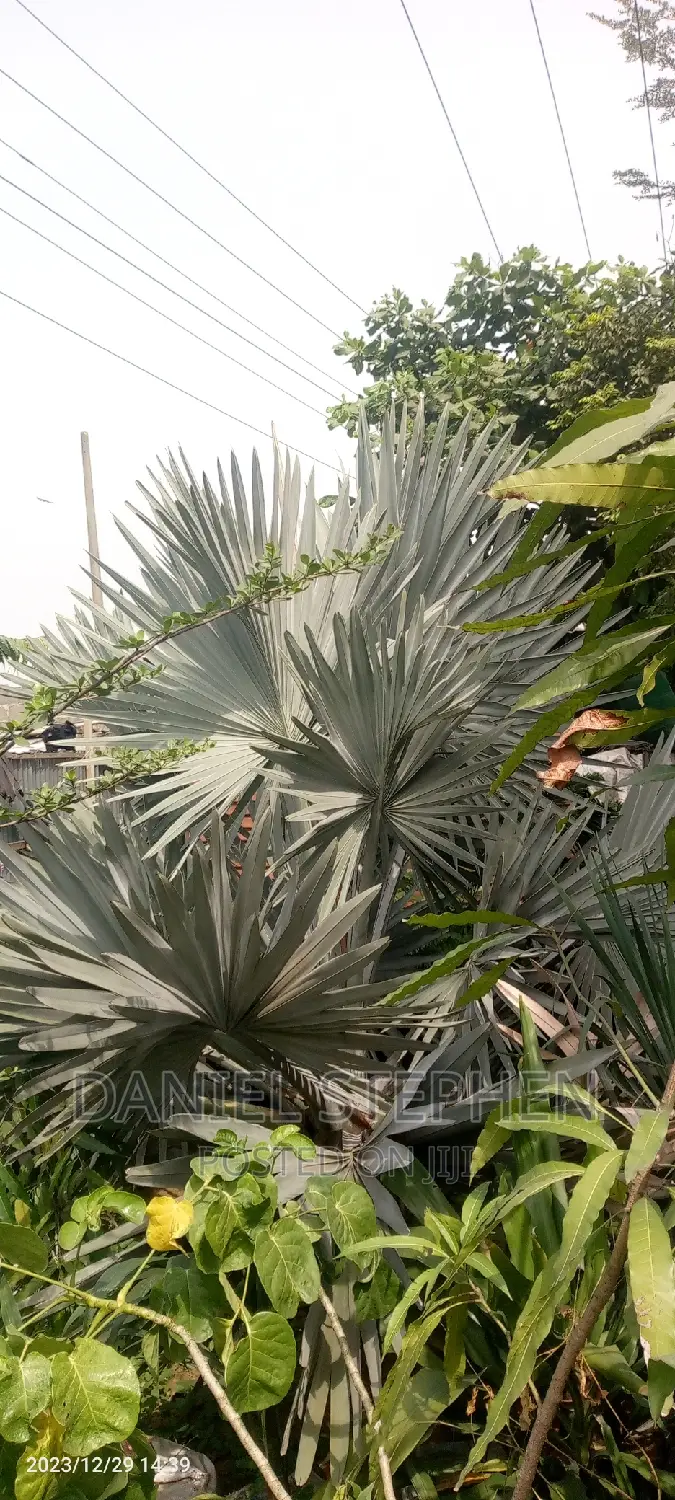 Big Silver Palm for Sell