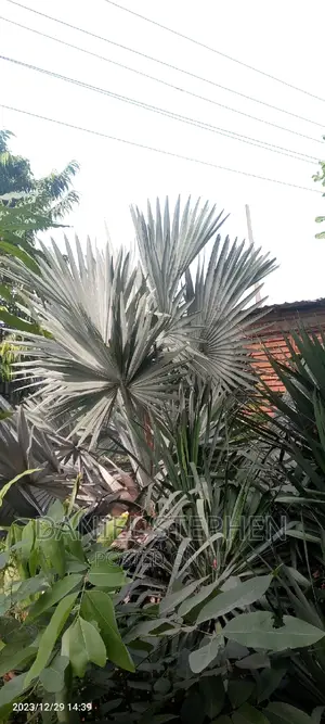 Big Silver Palm for Sell