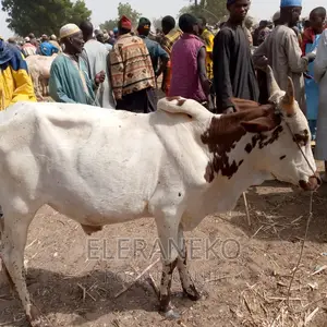 Photo - Matured, Healthy Cow