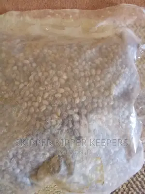 Brazilian Hybrid Papaya Seed
