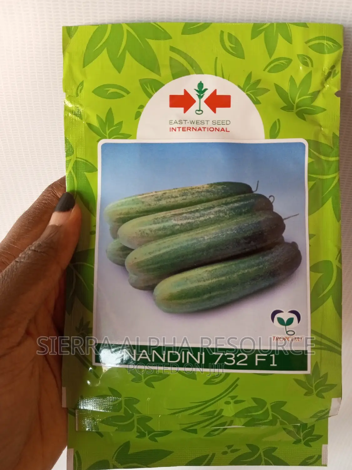 Cucumber Seeds