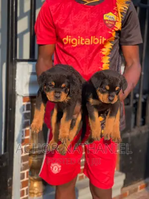 1-3 months Female Purebred Rottweiler