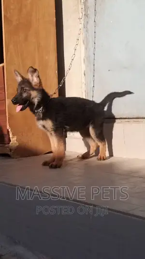 1-3 months Male Purebred German Shepherd