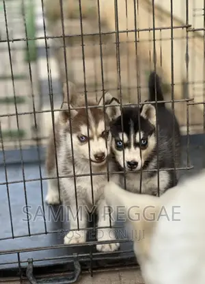 1-3 months Male Purebred Siberian Husky