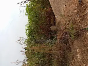 650 SQM in Ngozika Estate for Sale