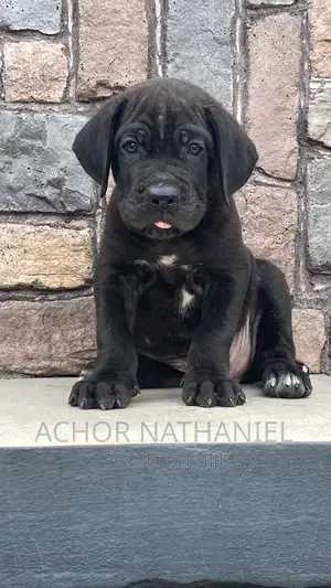 1-3 months Female Purebred Cane Corso