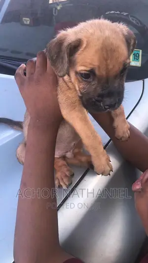 1-3 months Male Purebred Boerboel