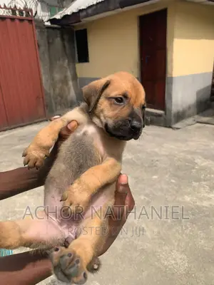 1-3 months Male Purebred Boerboel