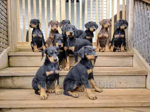 Photo - 1-3 months Female Purebred Doberman Pinscher