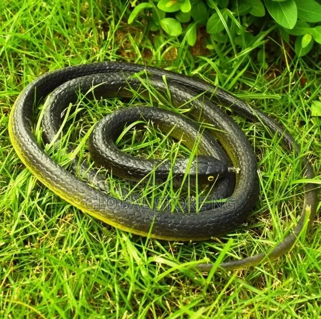Rubber Snake