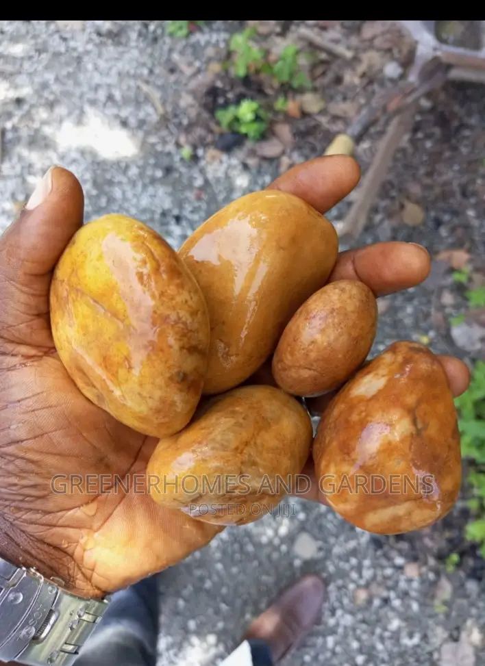 Brown Stones