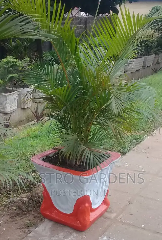 Golden Palm