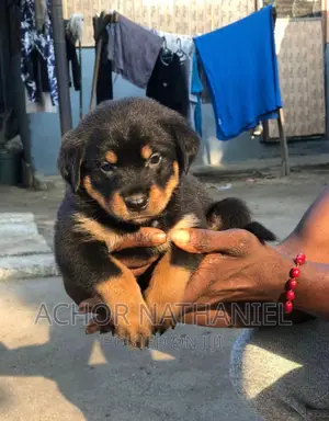 1-3 months Male Purebred Rottweiler