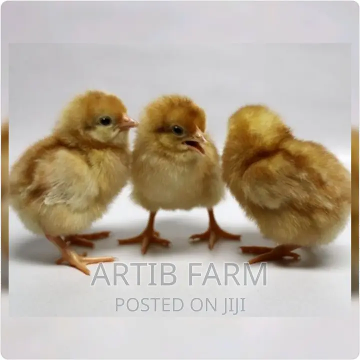 Day Old Layer Chicks