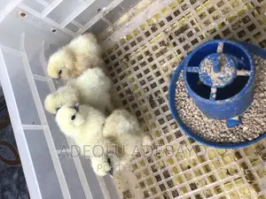 Day Old Silky Chickens